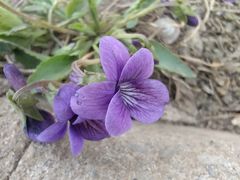 -桃花堤公园