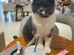-藏猫猫咖啡主题馆(中央大道店)