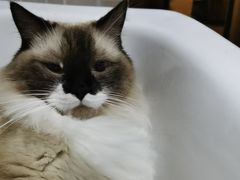 -瑞鹏宠物医院·爱宠堂(环西分院)