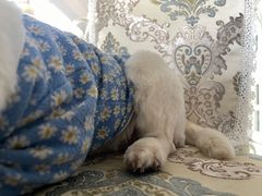 -芭比堂动物医院广州顽皮分院