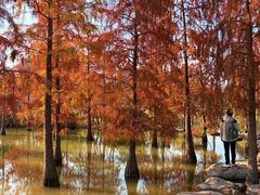 -上海长兴岛郊野公园