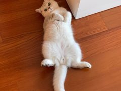 -猫大福·Fortune Cat猫舍(百子湾店)