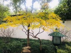 -秋霞圃