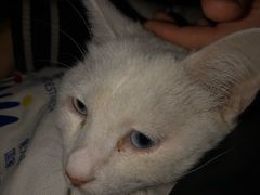 -北京观赏动物医院·24小时大型综合·猫专科·异宠专科