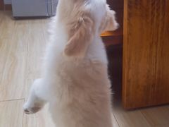 -天宠宠物医院24小时·急重症诊疗中心·全科·腔镜特色(和平分院)