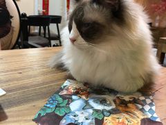-李小姐の猫咖啡馆(五角场店)