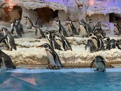 -帝企鹅自助餐厅•儿童岛•真企鹅(长隆企鹅酒店)