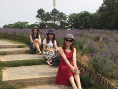 -大塘金香草谷