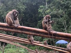 -西双版纳原始森林公园