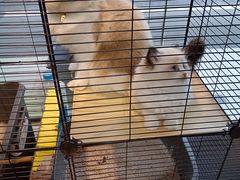 -蟹肉煲蟹肉(阊胥路店)