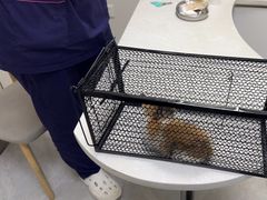 -中农国际动物医院24小时·猫科·骨科·急重症中心