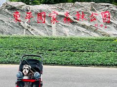 -东平国家森林公园