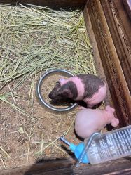 -酷嗒动物文化乐园(cutezoo西溪乐天城店)