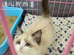 -久久宠物(河东万达店)