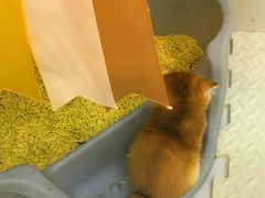 -青奢宠物·青奢猫舍