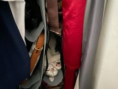 -lincat·猫舍(广州店)