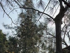 -秋霞圃