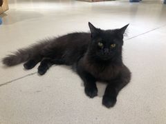 -藏猫猫咖啡主题馆(中央大道店)