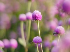 -径山花海