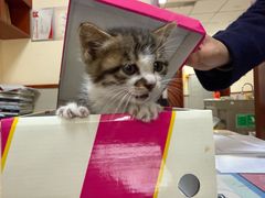 -艾贝尔宠物医院 ·内科全科(梁溪路店)