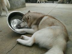 -TrueLove @ Neverland (Husky Cafe)
