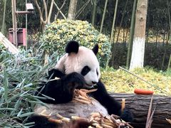 -都江堰中华大熊猫苑