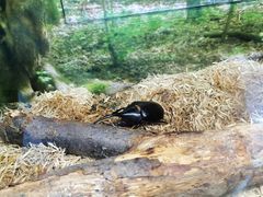 -上海大自然野生昆虫馆(东方明珠·爬宠昆虫探索中心)