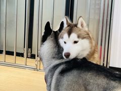 -Husky Go! 哈士奇体验馆·宠物咖啡厅狗咖