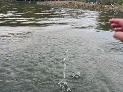 -西湖游船