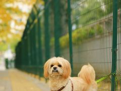 -三里屯东五街银杏大道