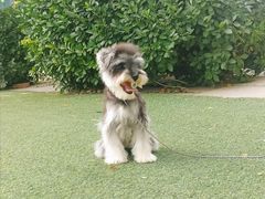 -宠物寄养训练学校