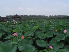 -荷塘月色湿地公园·向阳花洲