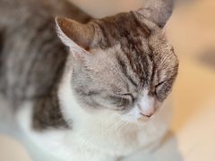 -猫儿山۰猫主题餐厅