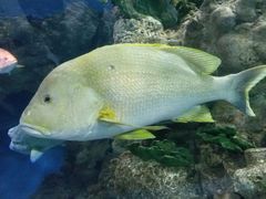 -东方明珠老上海8号餐厅(东方明珠广播电视塔店)