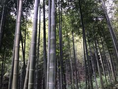 -莫干山风景区