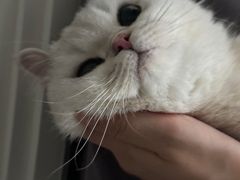 -欣宠猫屋·矮脚拿破仑·蓝金金渐层