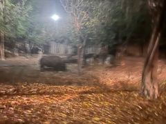 -清迈夜间动物园