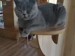 -猫的茶·猫咖