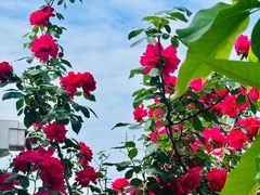 -金科花卉市场
