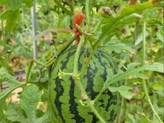 -庞各庄翠芳园西瓜蔬菜基地采摘园