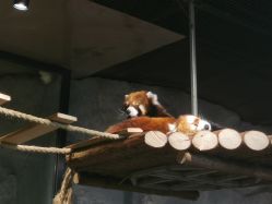 -Zoolung Zoolung动物主题公园(海信广场店)