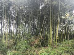 -西溪南古村落