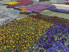 -龙大花卉苗木市场