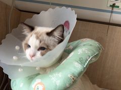 -北京观赏动物医院·24小时大型综合·猫专科·异宠专科