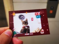-滚猫咖啡·猫咖·猫友好撸猫(未来城店)
