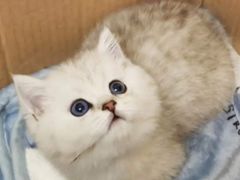 -1013 PET SHOP 宠物商店(近铁城市广场店)