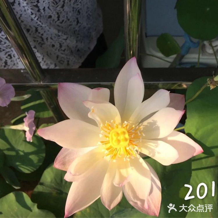 碗莲的简易种植