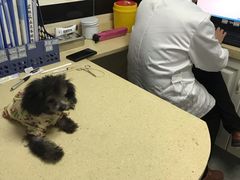 -安安宠医·安宠宠物医院