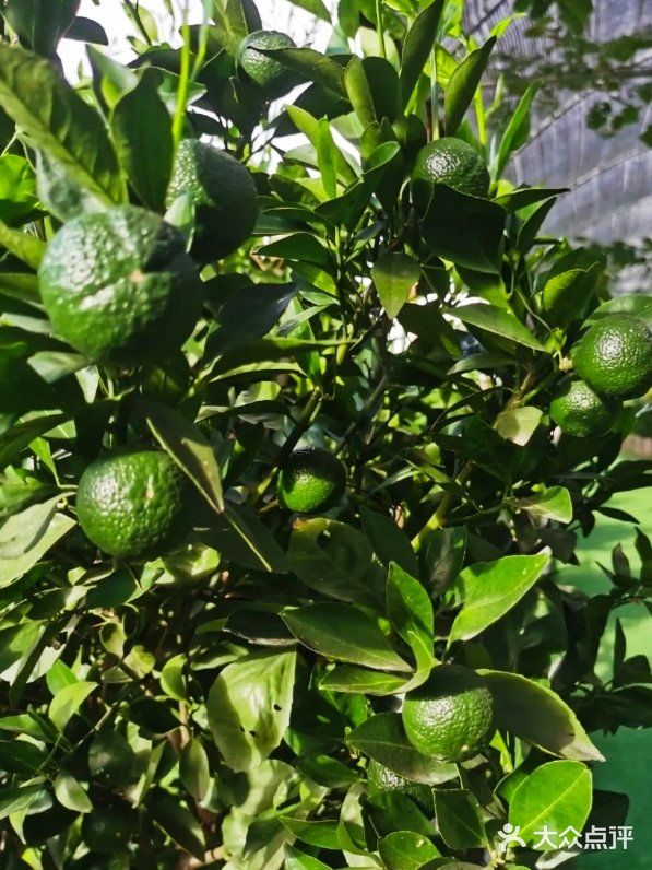 夏季溜娃选择室外的农场最不错了