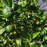 夏季溜娃选择室外的农场最不错了